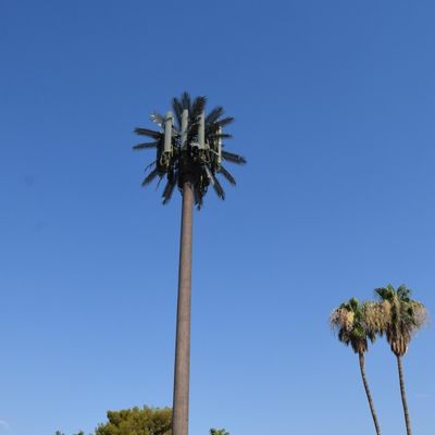 Monopole de télécommunications mobiles à micro-ondes Faux Palm Tree Cell Tower Tour de communication de date camouflée