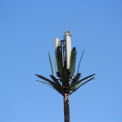 Monopole de télécommunications mobiles à micro-ondes Faux Palm Tree Cell Tower Tour de communication de date camouflée